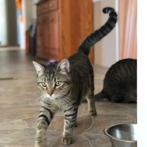 Meet your Posher, Penny